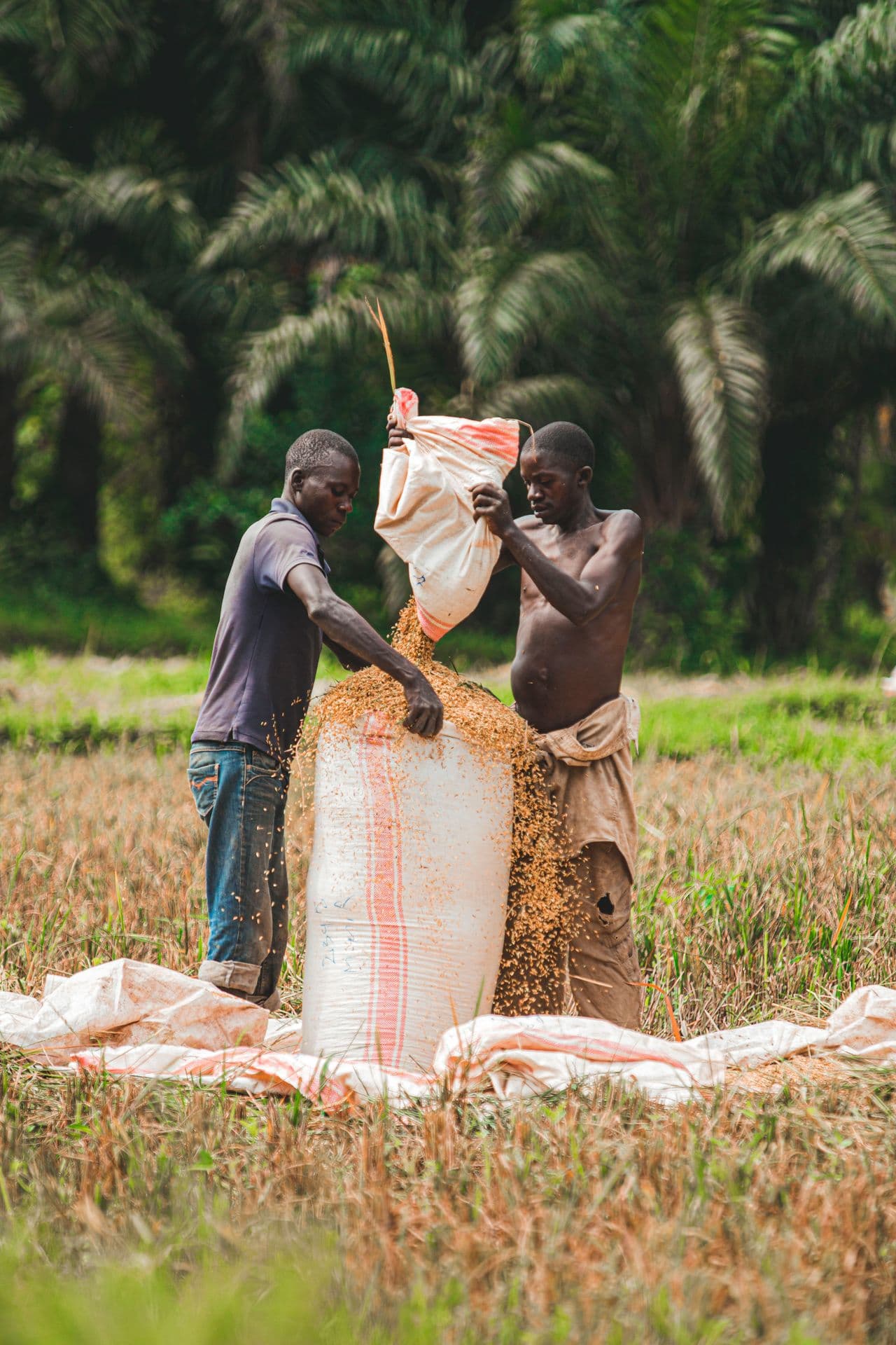 Rice husk used as biomass fuel and poultry litter