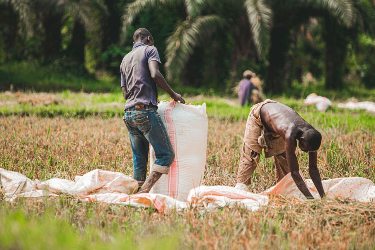 White label rice contract milling for private rice brands in Nigeria