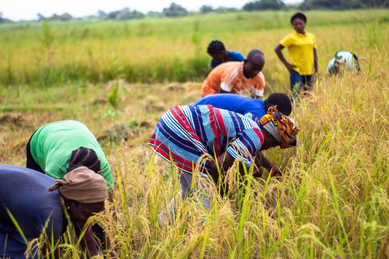 Rice paddy sourced directly from smallholder farmers at fair prices